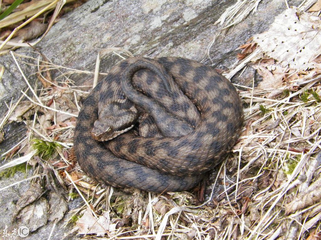 吉林,北国风光与文化交融的璀璨瑰宝